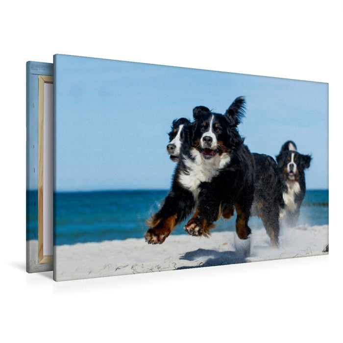 Premium Textil-Leinwand Premium Textil-Leinwand 120 cm x 80 cm quer Ein Motiv aus dem Kalender Berner Sennenhund 2017