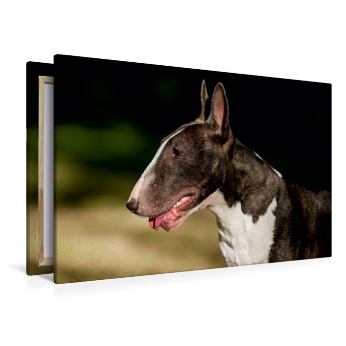 Premium Textil-Leinwand Premium Textil-Leinwand 120 cm x 80 cm quer Ein Motiv aus dem Kalender Bullterrier