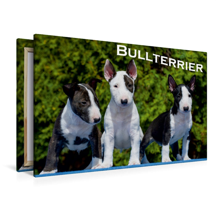 Premium Textil-Leinwand Premium Textil-Leinwand 120 cm x 80 cm quer Ein Motiv aus dem Kalender Bullterrier