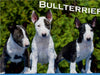 Bullterrier - CALVENDO Foto-Puzzle - calvendoverlag 29.99