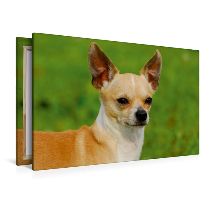 Premium Textil-Leinwand Premium Textil-Leinwand 120 cm x 80 cm quer Ein Motiv aus dem Kalender Chihuahua - Kleine Hunde ganz groß