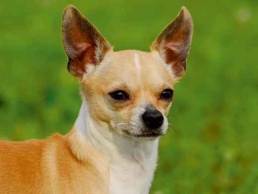 Chihuahua - Kleine Hunde ganz groß - CALVENDO Foto-Puzzle - calvendoverlag 29.99