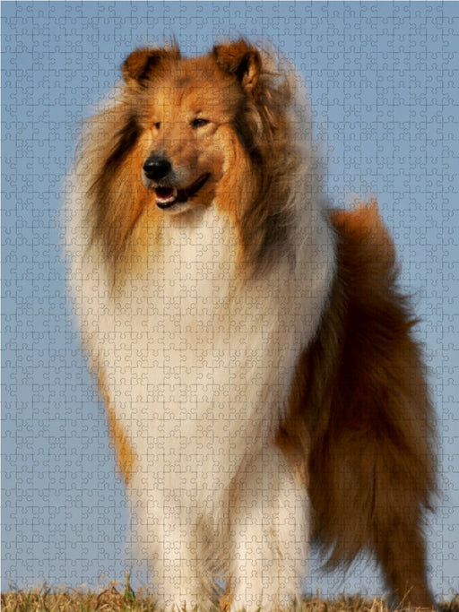 Collie 2017 - CALVENDO Foto-Puzzle - calvendoverlag 29.99