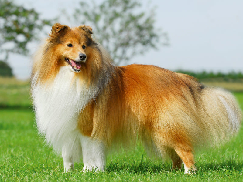 Sheltie 2017 - CALVENDO Foto-Puzzle - calvendoverlag 29.99