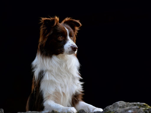 Border Collie 2017 - CALVENDO Foto-Puzzle - calvendoverlag 29.99