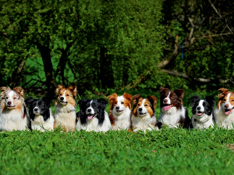 Border Collie 2017 - CALVENDO Foto-Puzzle - calvendoverlag 29.99