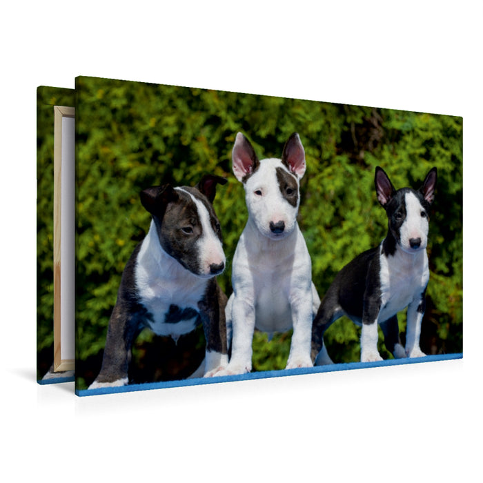 Premium Textil-Leinwand Premium Textil-Leinwand 120 cm x 80 cm quer Bullterrier