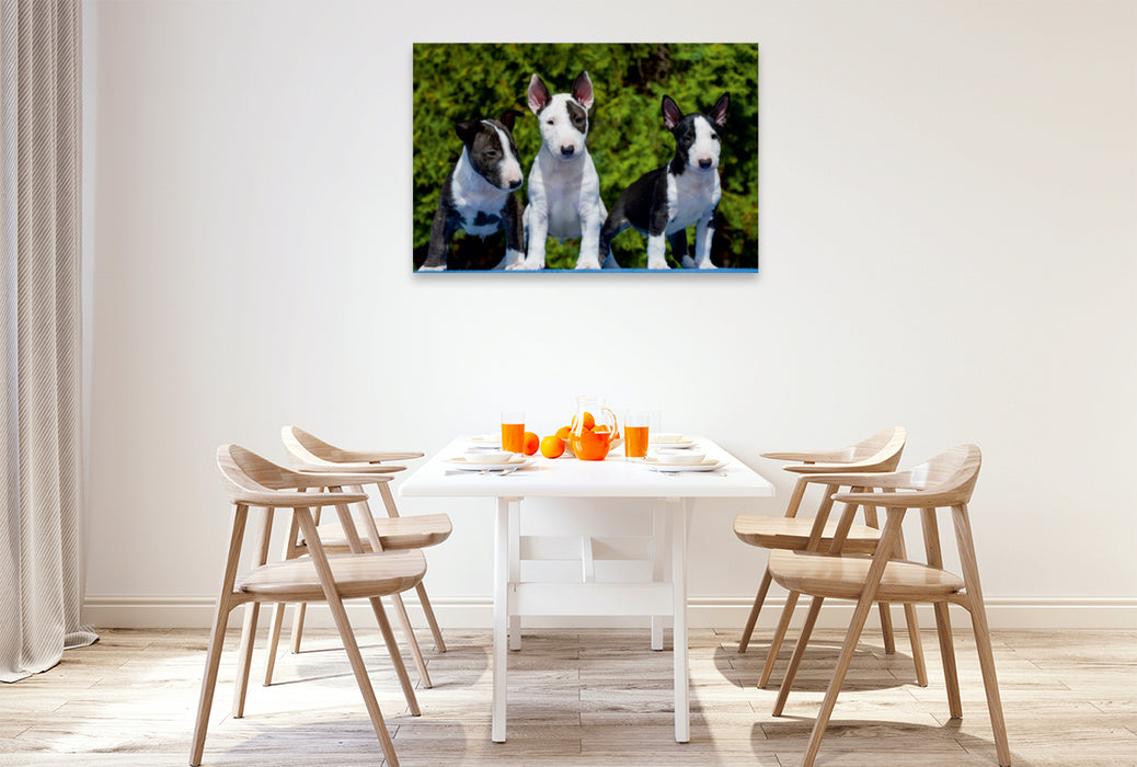 Premium Textil-Leinwand Premium Textil-Leinwand 120 cm x 80 cm quer Bullterrier