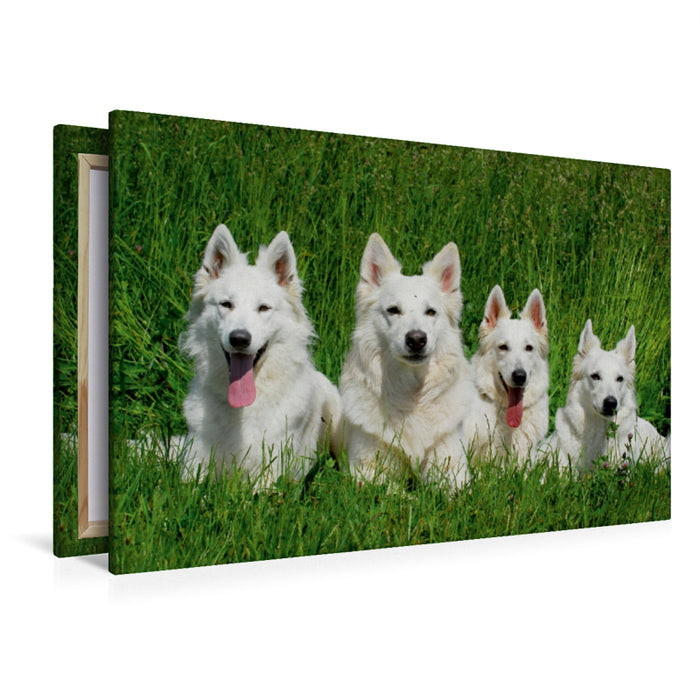 Premium Textil-Leinwand Premium Textil-Leinwand 120 cm x 80 cm quer Ein Motiv aus dem Kalender Weißer Schweizer Schäferhund