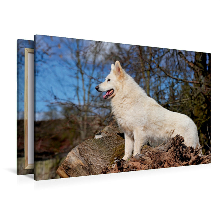 Premium Textil-Leinwand Premium Textil-Leinwand 120 cm x 80 cm quer Ein Motiv aus dem Kalender Weißer Schweizer Schäferhund