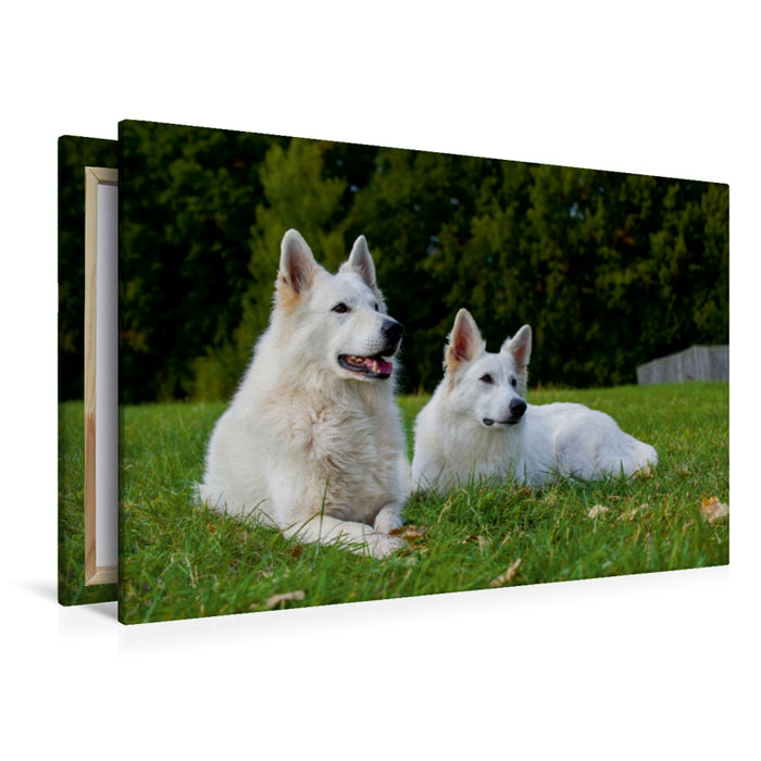 Premium Textil-Leinwand Premium Textil-Leinwand 120 cm x 80 cm quer Ein Motiv aus dem Kalender Weißer Schweizer Schäferhund