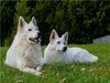 Weißer Schweizer Schäferhund - CALVENDO Foto-Puzzle - calvendoverlag 29.99