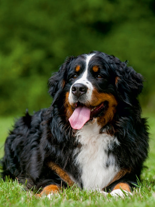 Berner Sennenhund 2017 - CALVENDO Foto-Puzzle - calvendoverlag 29.99