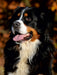 Berner Sennenhund 2017 - CALVENDO Foto-Puzzle - calvendoverlag 29.99