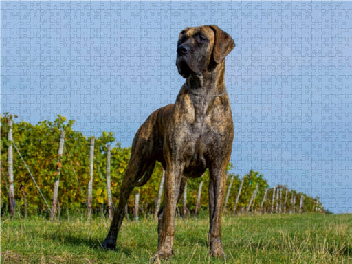 Deutsche Dogge 2017 - CALVENDO Foto-Puzzle - calvendoverlag 29.99