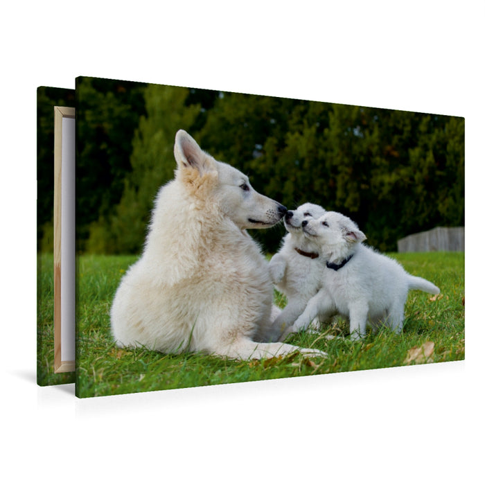 Toile textile premium Toile textile premium 120 cm x 80 cm paysage Un motif du calendrier Berger Blanc Suisse - Une journée dans la vie d'une famille de chiens 
