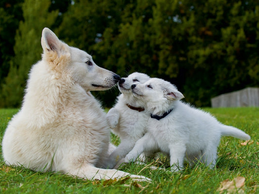 Weißer Schweizer Schäferhund - Ein Tag im Leben einer Hundefamilie - CALVENDO Foto-Puzzle - calvendoverlag 29.99