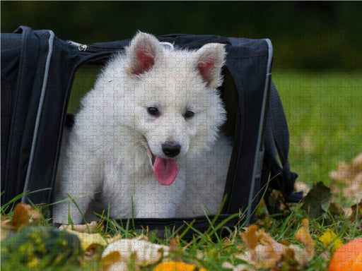 Weißer Schweizer Schäferhund - Ein Tag im Leben einer Hundefamilie - CALVENDO Foto-Puzzle - calvendoverlag 29.99