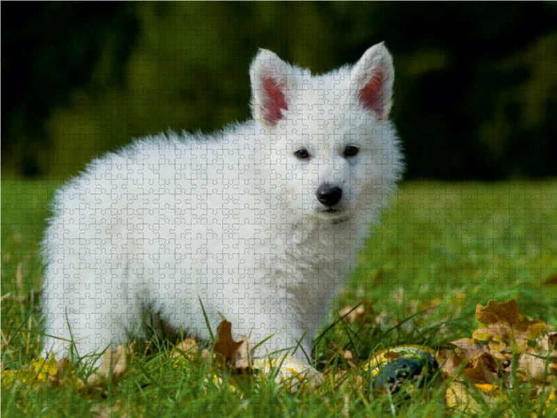 Weißer Schweizer Schäferhund - Ein Tag im Leben einer Hundefamilie - CALVENDO Foto-Puzzle - calvendoverlag 29.99