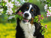 Treuer Freund Berner Sennenhund - CALVENDO Foto-Puzzle - calvendoverlag 29.99