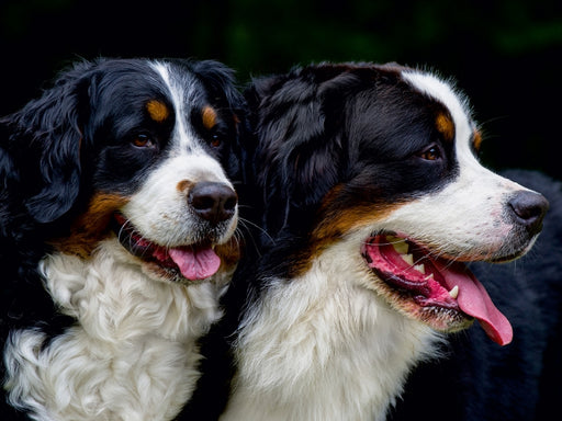 Treuer Freund Berner Sennenhund - CALVENDO Foto-Puzzle - calvendoverlag 29.99