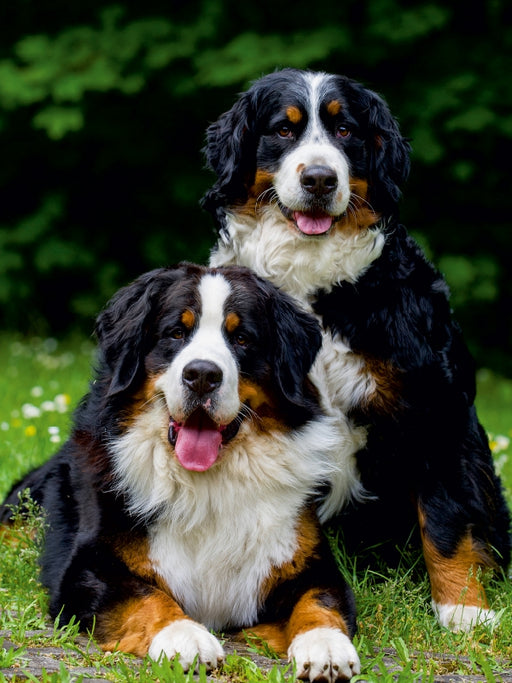 Faszination Berner Sennenhund - CALVENDO Foto-Puzzle - calvendoverlag 29.99