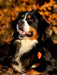 Faszination Berner Sennenhund - CALVENDO Foto-Puzzle - calvendoverlag 29.99