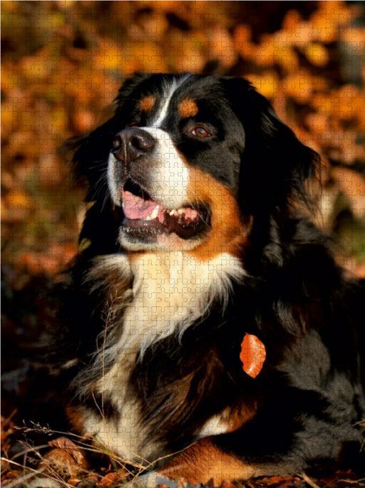 Faszination Berner Sennenhund - CALVENDO Foto-Puzzle - calvendoverlag 29.99