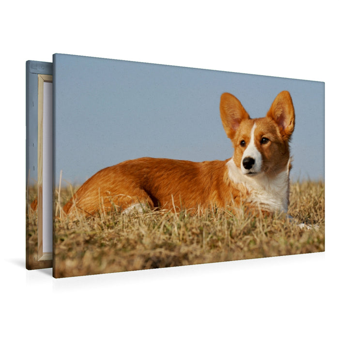 Premium Textil-Leinwand Premium Textil-Leinwand 120 cm x 80 cm quer Ein Motiv aus dem Kalender Welsh Corgi - Kobold auf 4 Pfoten