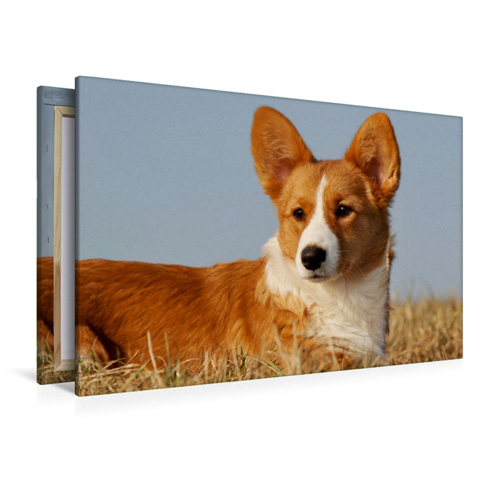 Premium Textil-Leinwand Premium Textil-Leinwand 120 cm x 80 cm quer Ein Motiv aus dem Kalender Welsh Corgi - Kobold auf 4 Pfoten