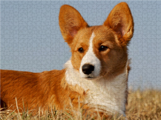 Welsh Corgi - Kobold auf 4 Pfoten - CALVENDO Foto-Puzzle - calvendoverlag 29.99