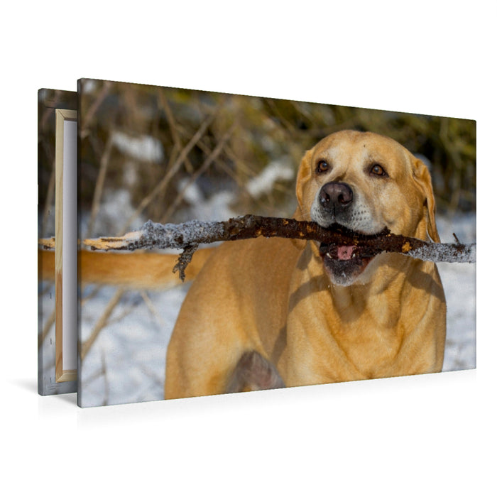 Premium Textil-Leinwand Premium Textil-Leinwand 120 cm x 80 cm quer Ein Motiv aus dem Kalender Labrador Retriever - ein Herz auf 4 Pfoten