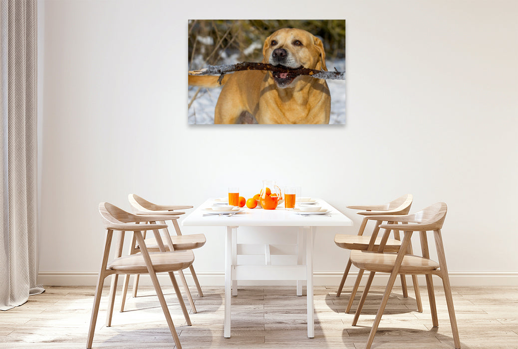 Premium Textil-Leinwand Premium Textil-Leinwand 120 cm x 80 cm quer Ein Motiv aus dem Kalender Labrador Retriever - ein Herz auf 4 Pfoten