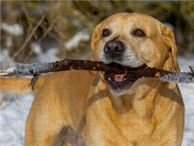 Labrador Retriever - ein Herz auf 4 Pfoten - CALVENDO Foto-Puzzle - calvendoverlag 29.99
