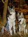 Faszination Wolfhund - CALVENDO Foto-Puzzle - calvendoverlag 29.99