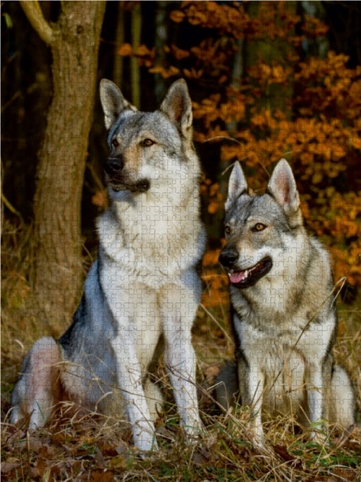Faszination Wolfhund - CALVENDO Foto-Puzzle - calvendoverlag 29.99
