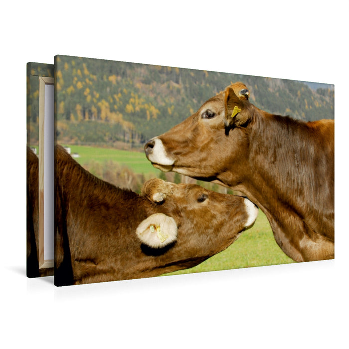 Premium Textil-Leinwand Premium Textil-Leinwand 120 cm x 80 cm quer Ein Motiv aus dem Kalender Ein Herz für Rinder