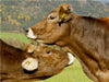Ein Herz für Rinder - CALVENDO Foto-Puzzle - calvendoverlag 29.99