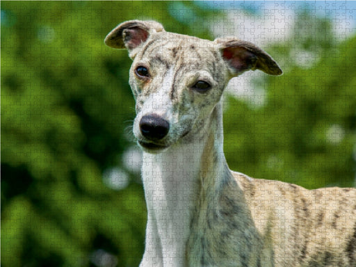 Schnell wie der Wind - Whippet - CALVENDO Foto-Puzzle - calvendoverlag 29.99