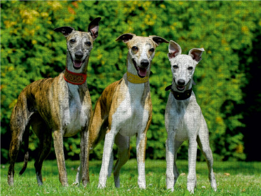 Schnell wie der Wind - Whippet - CALVENDO Foto-Puzzle - calvendoverlag 29.99