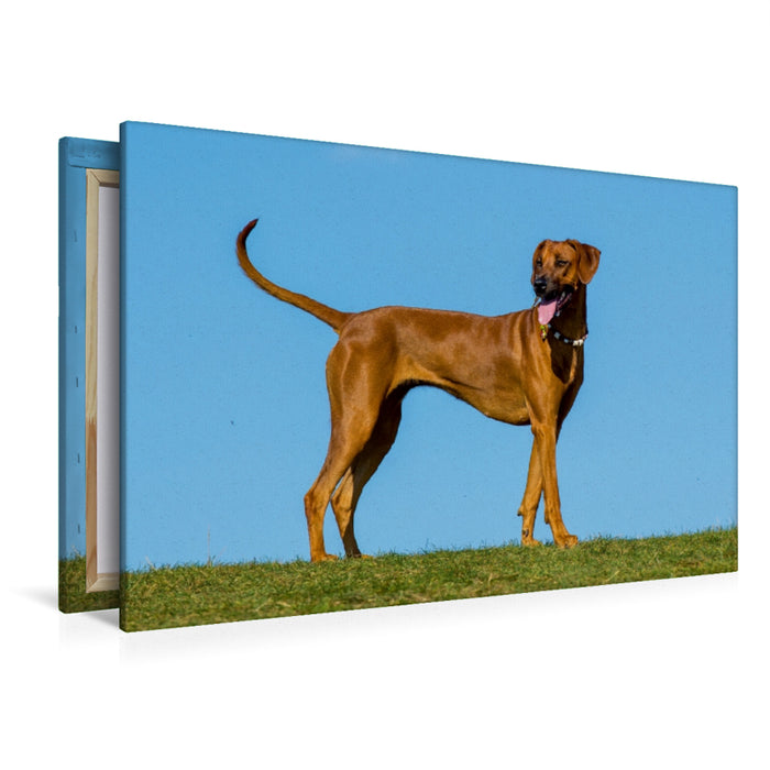 Premium Textil-Leinwand Premium Textil-Leinwand 120 cm x 80 cm quer Rhodesian Ridgeback