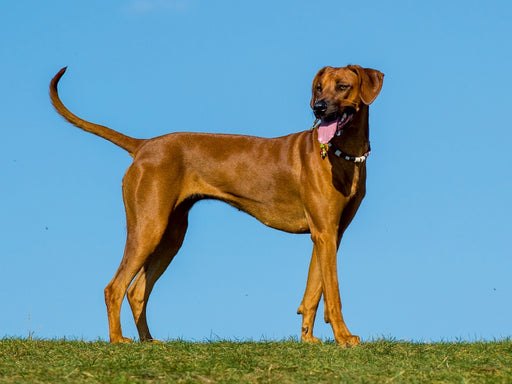 Rhodesian Ridgeback - CALVENDO Foto-Puzzle - calvendoverlag 29.99