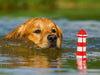 Das Glück hat einen Namen - Golden Retriever - CALVENDO Foto-Puzzle - calvendoverlag 29.99