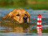 Das Glück hat einen Namen - Golden Retriever - CALVENDO Foto-Puzzle - calvendoverlag 29.99