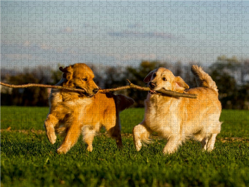 Das Glück hat einen Namen - Golden Retriever - CALVENDO Foto-Puzzle - calvendoverlag 29.99