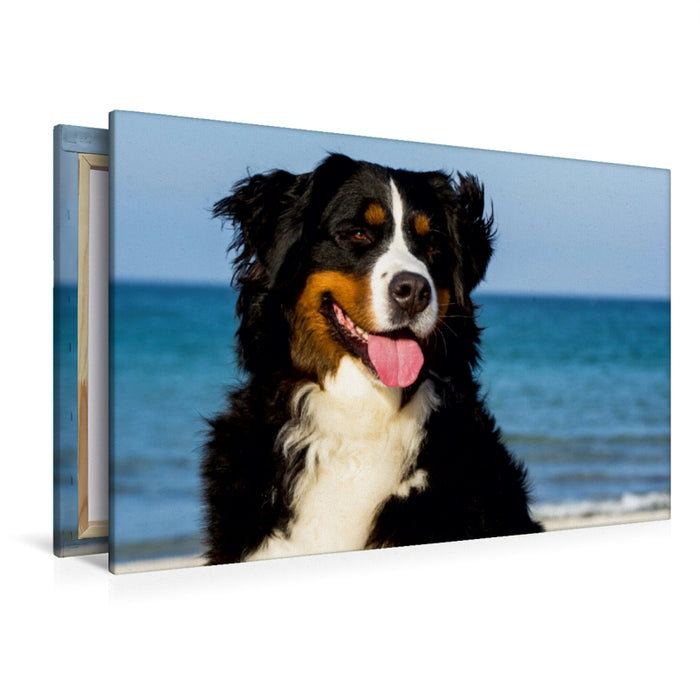 Premium Textil-Leinwand Premium Textil-Leinwand 120 cm x 80 cm quer Ein Motiv aus dem Kalender Berner Sennenhunde am Strand