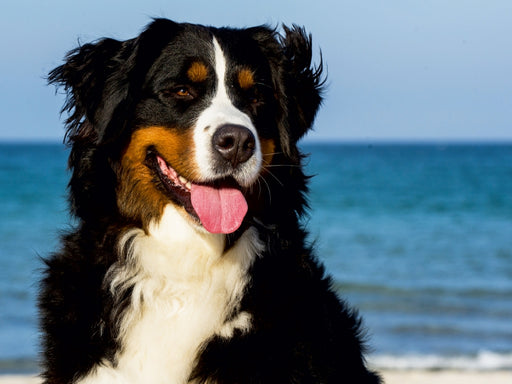 Berner Sennenhunde am Strand - CALVENDO Foto-Puzzle - calvendoverlag 29.99