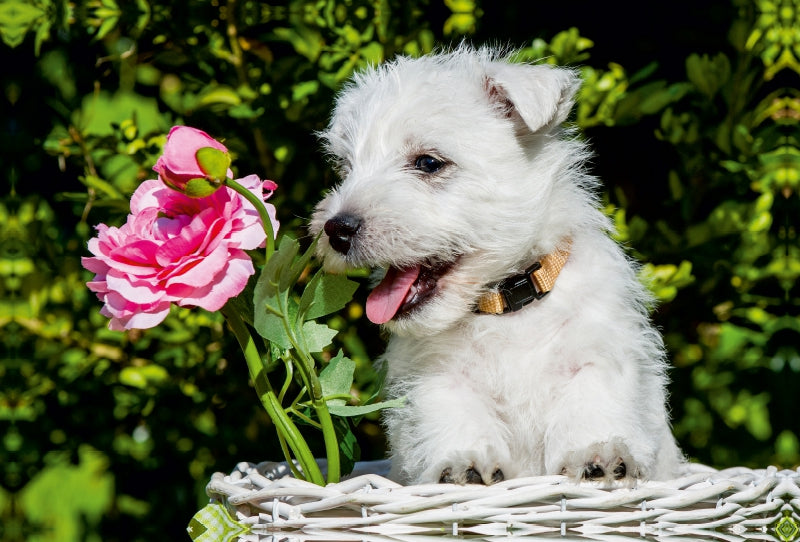 Premium Textil-Leinwand Premium Textil-Leinwand 120 cm x 80 cm quer Ein Motiv aus dem Kalender Kobold auf 4 Pfoten - West Highland White Terrier