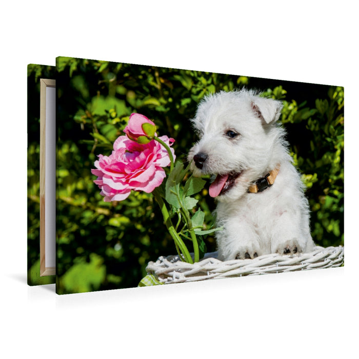 Premium Textil-Leinwand Premium Textil-Leinwand 120 cm x 80 cm quer Ein Motiv aus dem Kalender Kobold auf 4 Pfoten - West Highland White Terrier