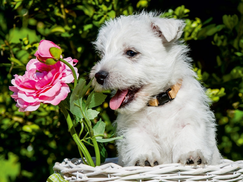 Kobold auf 4 Pfoten - West Highland White Terrier - CALVENDO Foto-Puzzle - calvendoverlag 29.99